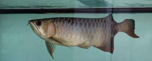 龍魚掉眼是怎么造成的視頻：飼養龍魚掉眼的原因