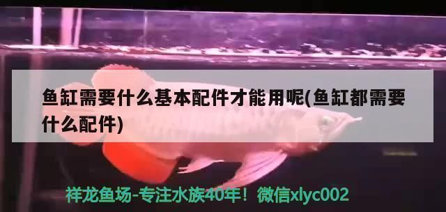 沈陽紅龍魚批發(fā)市場(chǎng)在哪，沈陽紅龍魚批發(fā)市場(chǎng) 沈陽紅龍魚批發(fā)市場(chǎng)在哪，沈陽紅龍魚批發(fā)市場(chǎng) 龍魚百科 第4張