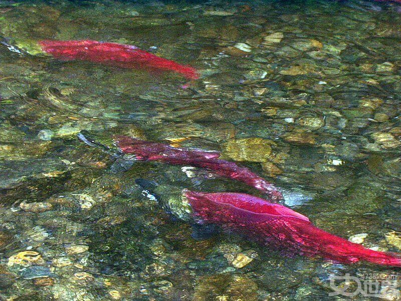 馬哈魚屬于什么檔次