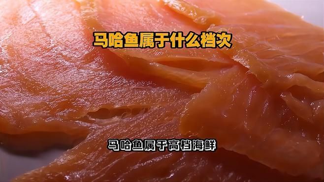 馬哈魚屬于什么檔次