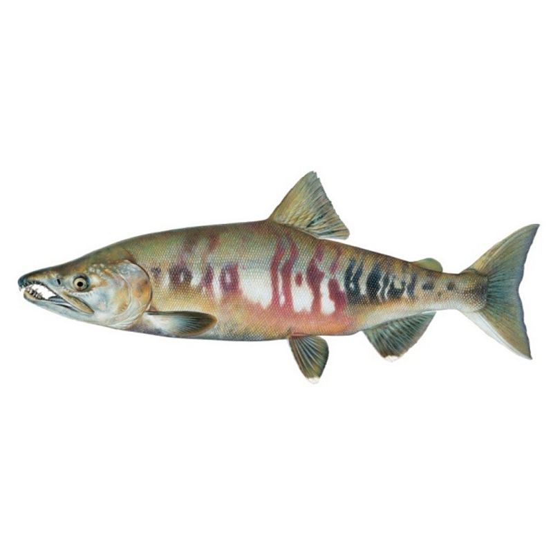 馬哈魚屬于什么檔次