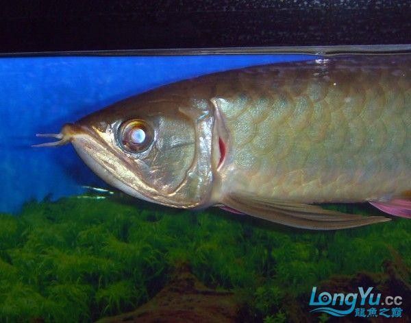 龍魚翻鰓初期圖片 龍魚翻鰓初期圖片 龍魚百科 第5張