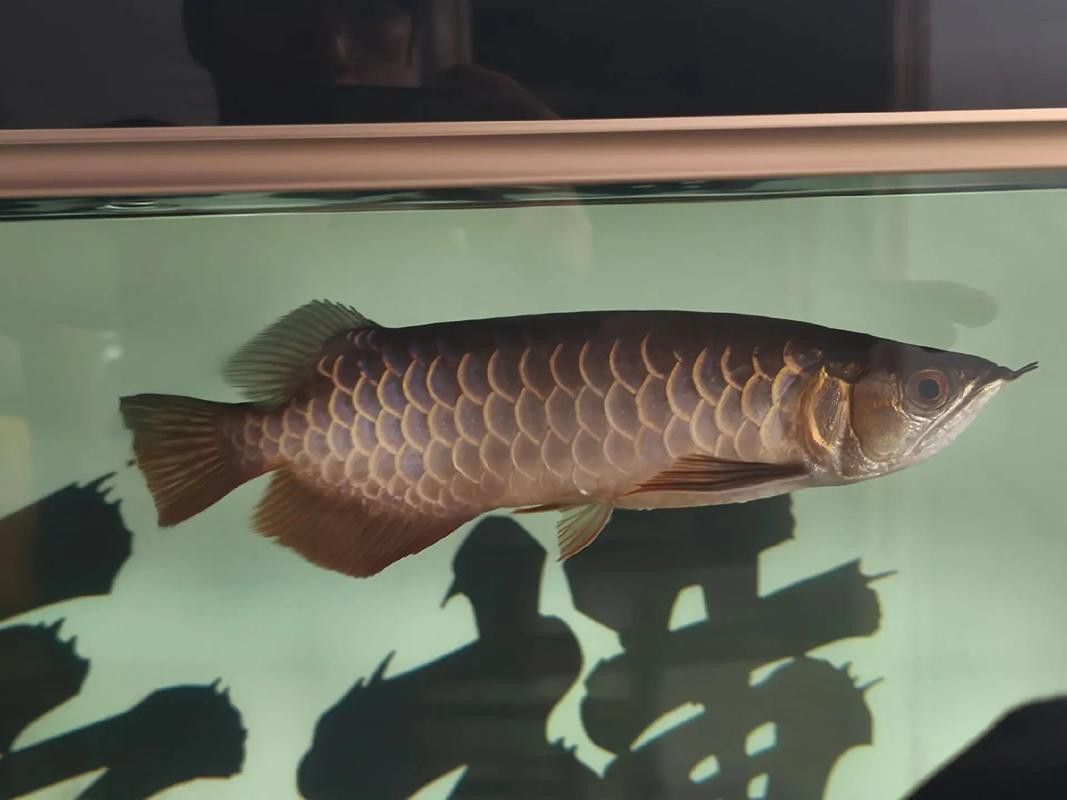 龍魚翻鰓初期圖片 龍魚翻鰓初期圖片 龍魚百科 第6張