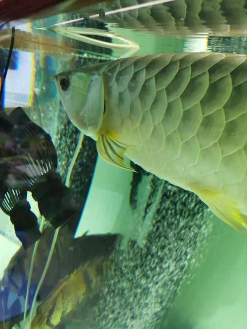 龍魚翻鰓初期圖片 龍魚翻鰓初期圖片 龍魚百科 第3張