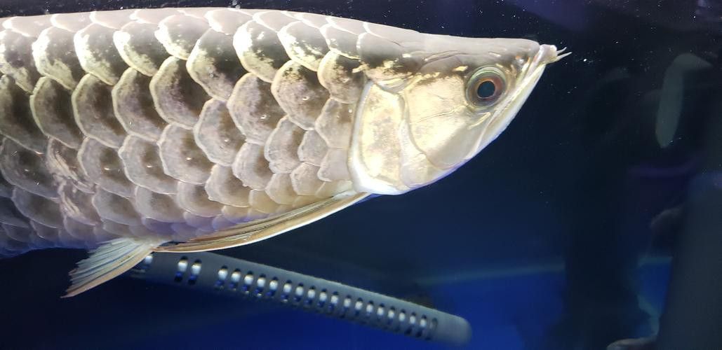 龍魚翻鰓初期圖片 龍魚翻鰓初期圖片 龍魚百科 第10張