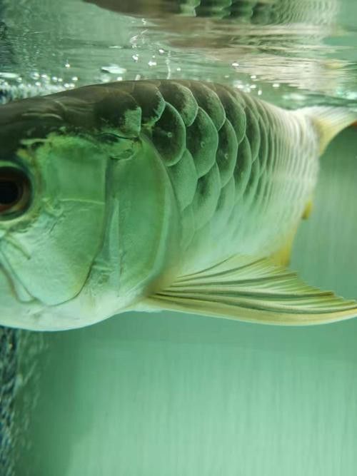 龍魚翻鰓初期圖片 龍魚翻鰓初期圖片 龍魚百科 第9張