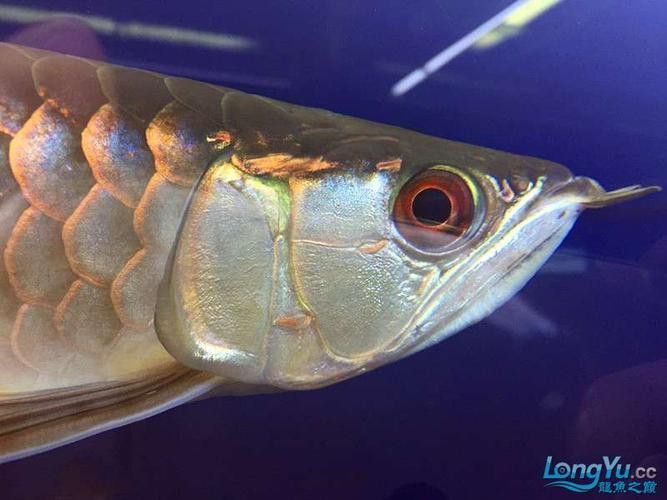龍魚翻鰓初期圖片 龍魚翻鰓初期圖片 龍魚百科 第17張