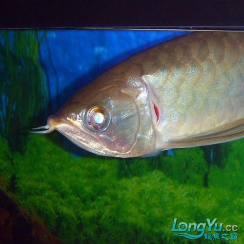 龍魚翻鰓初期圖片 龍魚翻鰓初期圖片 龍魚百科 第16張