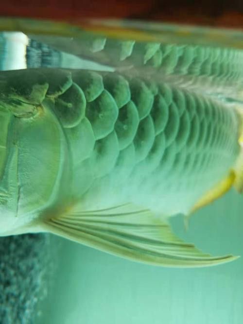 龍魚翻鰓初期圖片 龍魚翻鰓初期圖片 龍魚百科 第18張