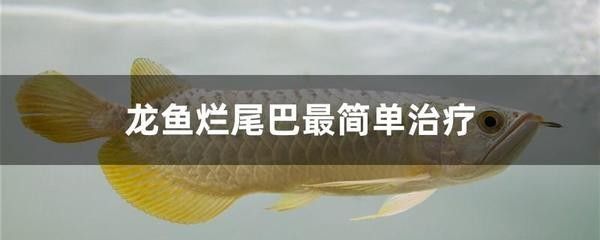 龍魚爛尾巴恢復(fù)要多久才能好起來呢