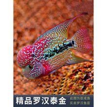 羅漢魚苗批發 羅漢魚苗批發 龍魚百科 第5張