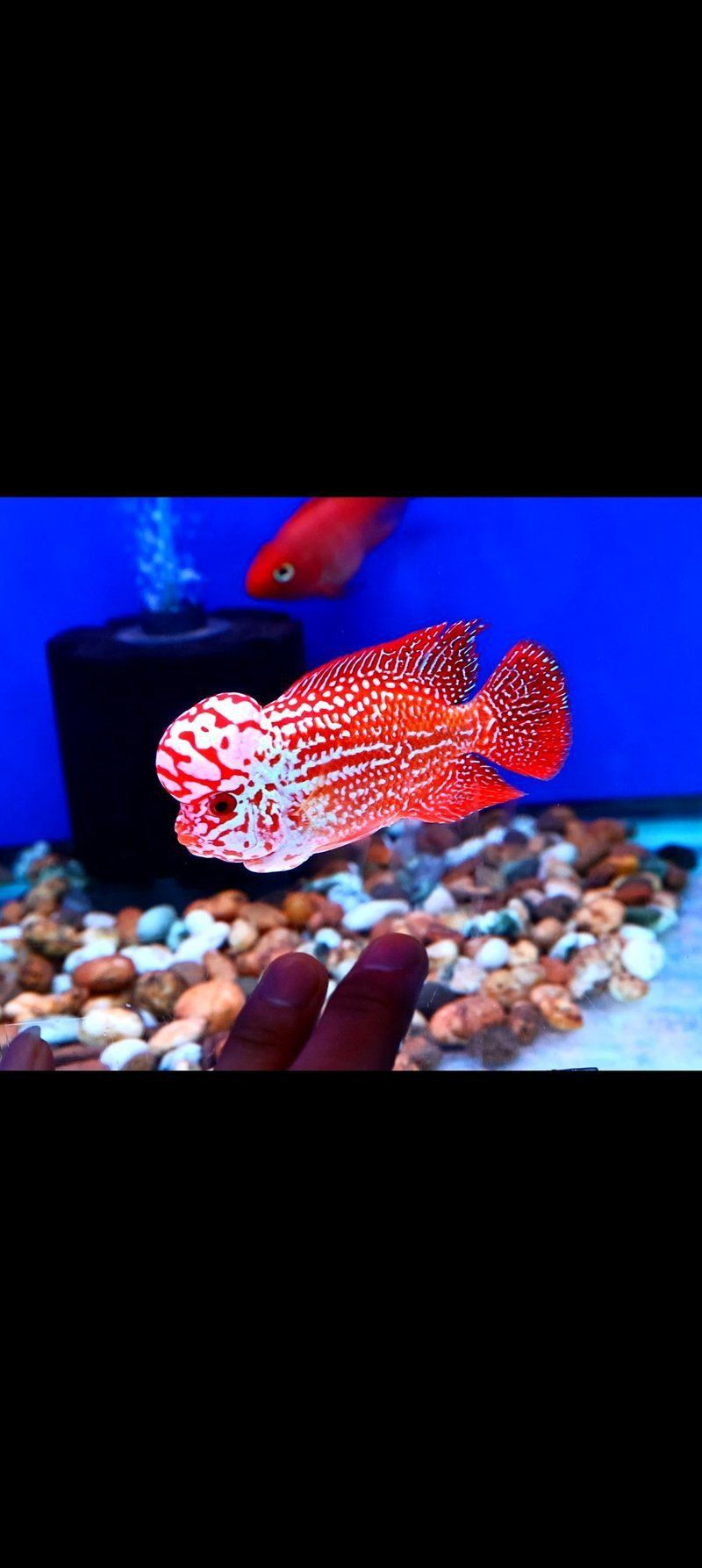羅漢魚苗批發 羅漢魚苗批發 龍魚百科 第12張