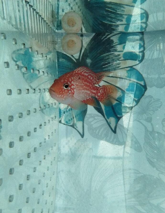 羅漢魚苗批發 羅漢魚苗批發 龍魚百科 第14張