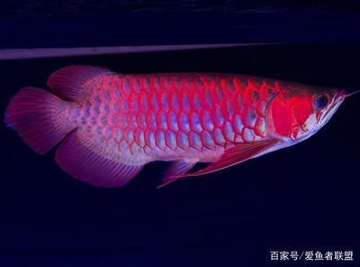 龍魚注射（關(guān)于龍魚注射的一些詳細信息）