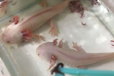 龍魚喂蟲子好嗎：為什么龍魚不能長期喂食蟲子？ 龍魚喂蟲子好嗎：為什么龍魚不能長期喂食蟲子？ 龍魚百科