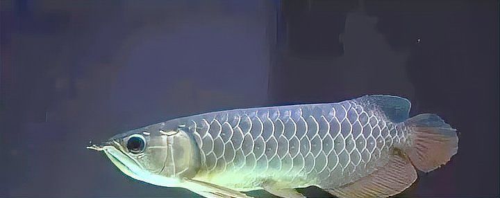 如何拍攝高質量的金龍魚苗圖片？