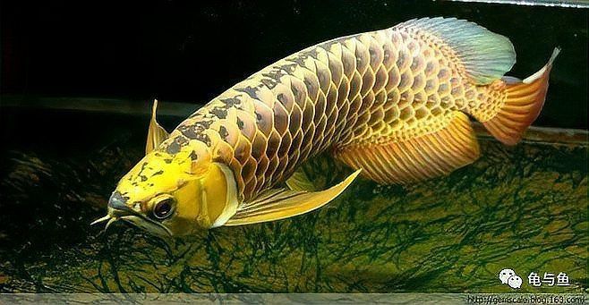 如何拍攝高質量的金龍魚苗圖片？