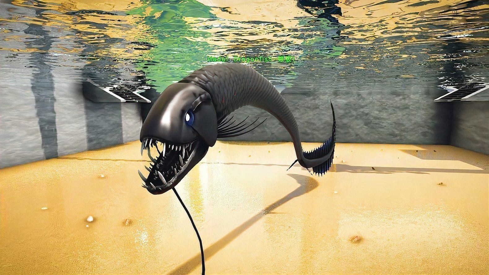 海龍魚圖片大全欣賞視頻 海龍魚圖片大全欣賞視頻 龍魚百科 第4張