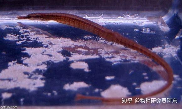 海龍魚圖片大全欣賞視頻 海龍魚圖片大全欣賞視頻 龍魚百科 第10張