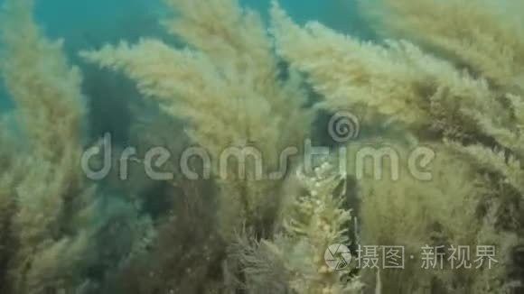 海龍魚圖片大全欣賞視頻 海龍魚圖片大全欣賞視頻 龍魚百科 第13張