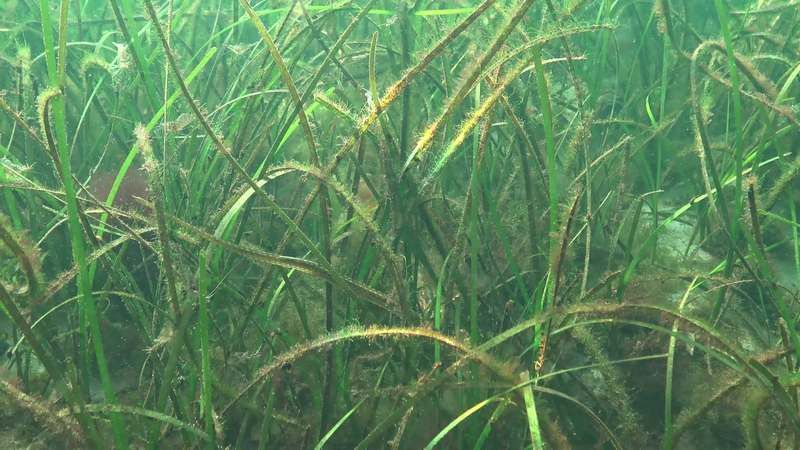 海龍魚圖片大全欣賞視頻 海龍魚圖片大全欣賞視頻 龍魚百科 第12張