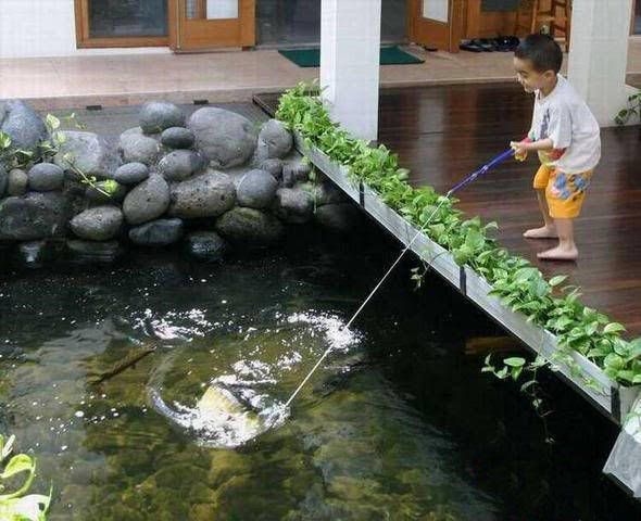 龍魚養殖場微信公眾號：龍魚養殖場微信公眾號關注方法，