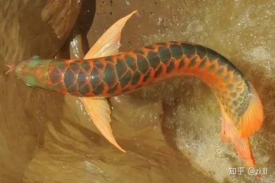 龍魚養殖場微信公眾號：龍魚養殖場微信公眾號關注方法，