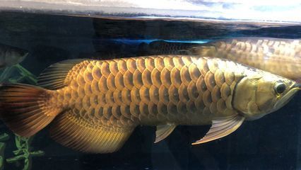 龍魚養殖場微信公眾號：龍魚養殖場微信公眾號關注方法，
