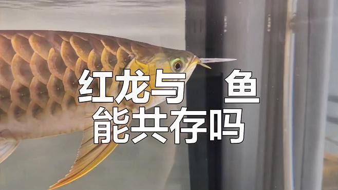 哪些魚種不適合與紅龍魚混養？ 哪些魚種不適合與紅龍魚混養？ 龍魚百科 第2張