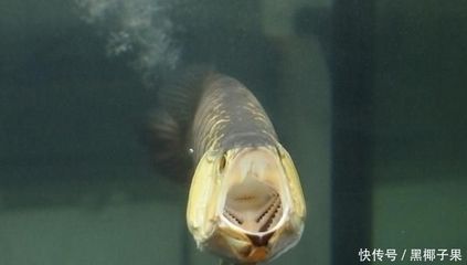 龍魚白霉病的治療方法：如何治療龍魚白霉病