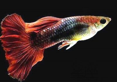 龍魚一般養幾條：養殖龍魚的一般數量