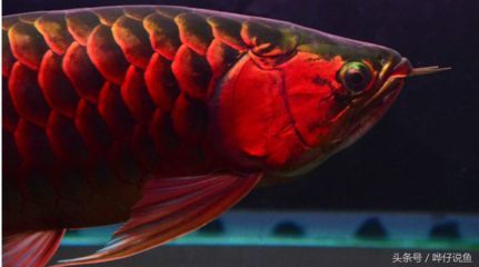 養龍魚魚缸背景什么顏色好：養龍魚的背景顏色如何選擇