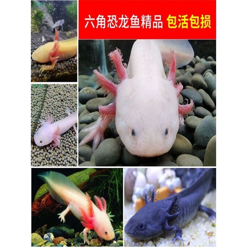 恐龍魚能活多久（恐龍魚的壽命一般多久？）