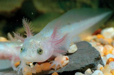恐龍魚能活多久（恐龍魚的壽命一般多久？）