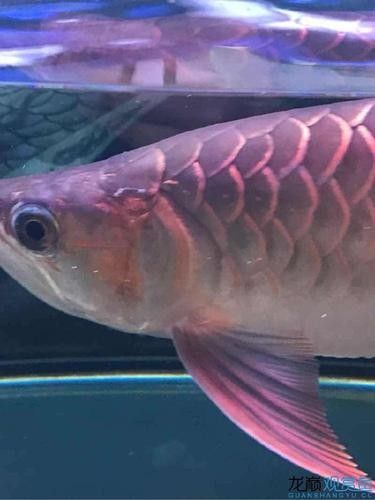 龍魚爛鰭圖片大全