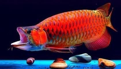 哪一種龍魚好養殖的呢(幾種好養殖的龍魚品種) 龍魚百科 第4張 哪一種龍魚好養殖的呢(幾種好養殖的龍魚品種) 哪一種龍魚好養殖的呢(幾種好養殖的龍魚品種) 龍魚百科 第4張