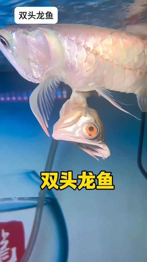 龍魚翹嘴圖片大全大圖