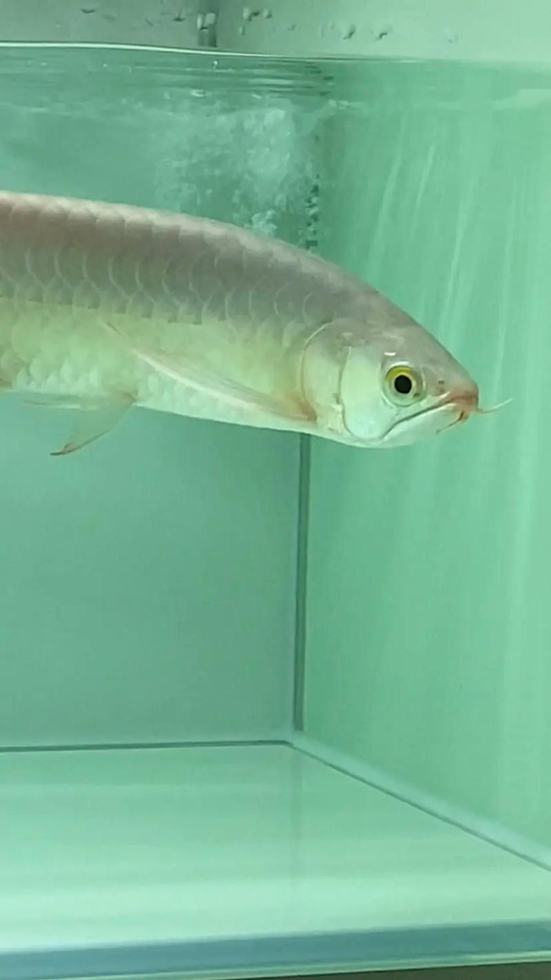 龍魚翹嘴圖片大全大圖