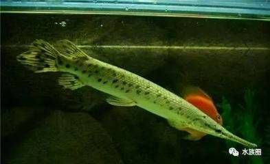 龍魚一條養好還是配魚（單獨飼養龍魚可以避免因混養可能引起的爭斗和傷害）