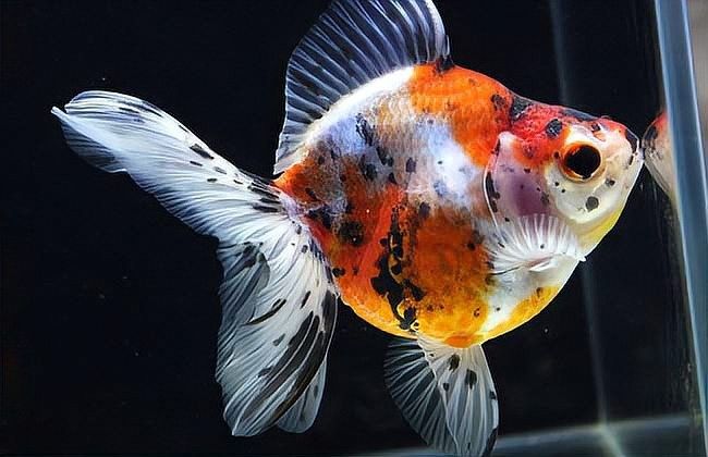 龍魚鰭感染會傳染其他魚嗎？ 龍魚鰭感染會傳染其他魚嗎？ 龍魚百科 第2張