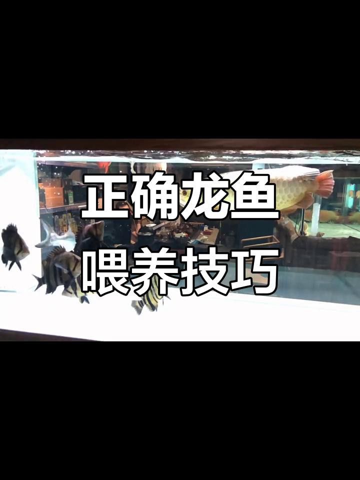如何給金頭龍魚喂食？