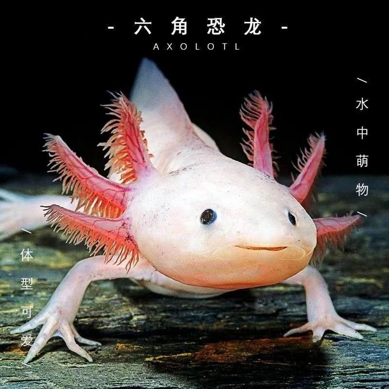 六角恐龍魚種類大全圖片