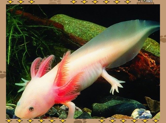 六角恐龍魚種類大全圖片