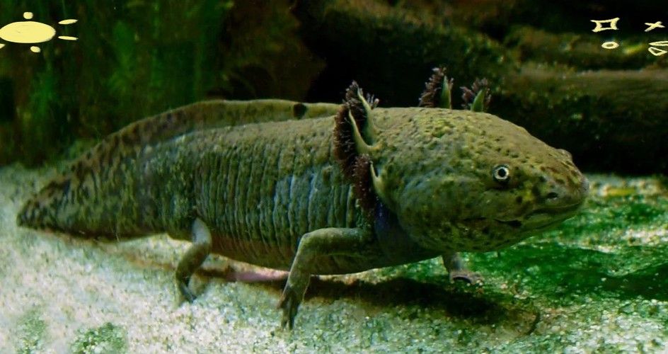 六角恐龍魚種類大全圖片