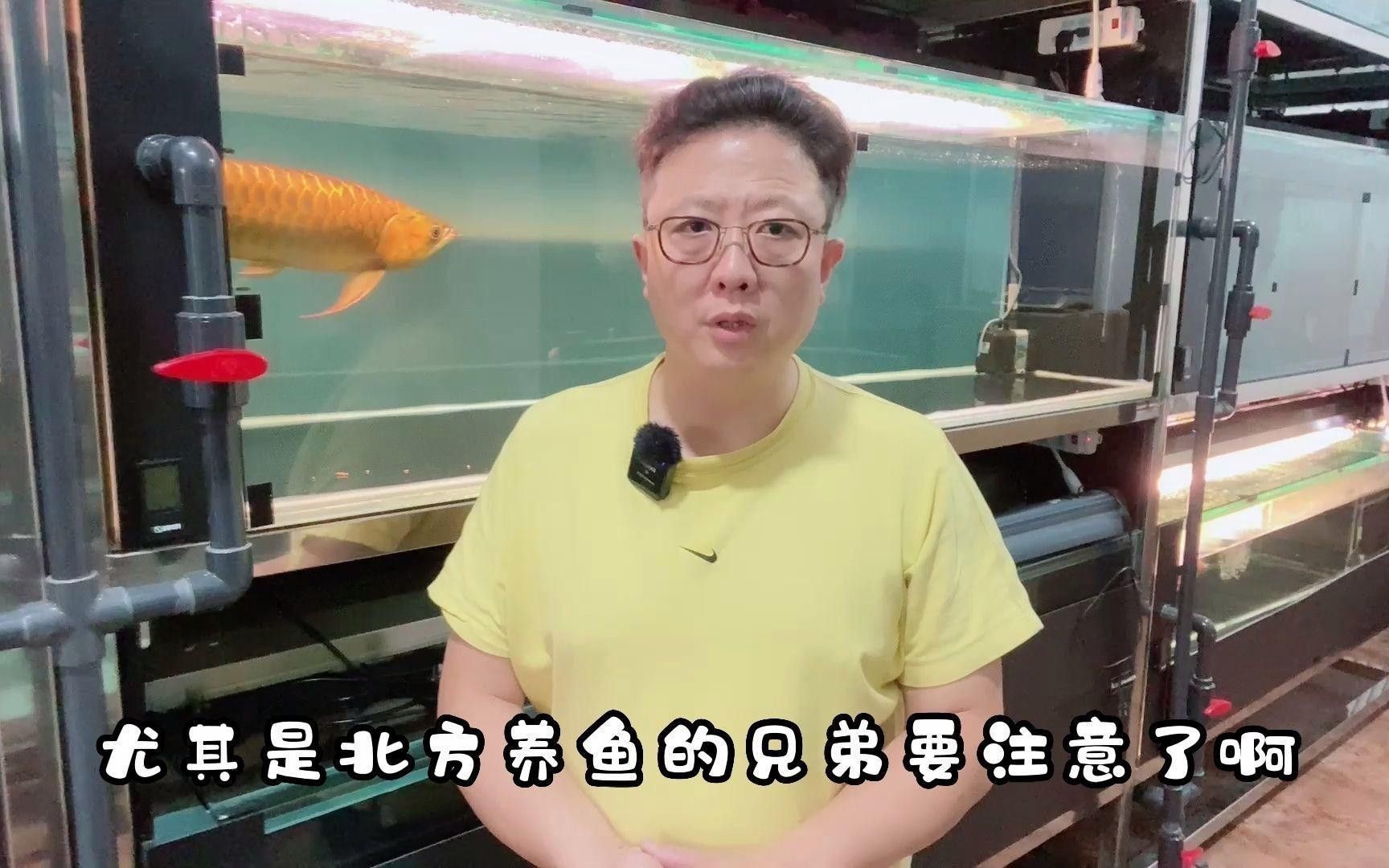 藍底過背金龍魚發色后如何護理？