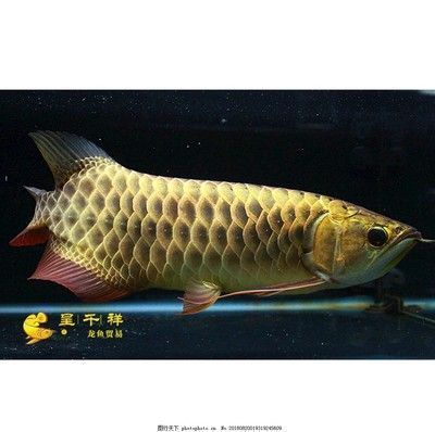 金龍魚30公分沒珠鱗
