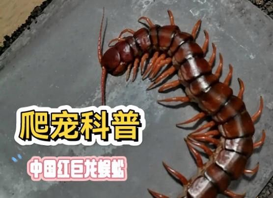 紅龍蜈蚣在哪些地區有分布？