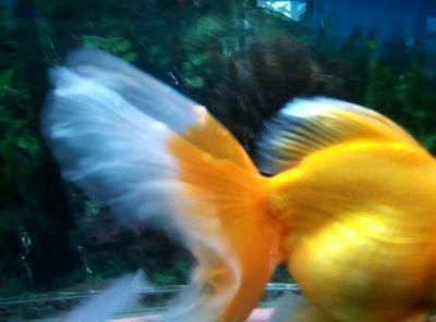 龍魚身上長白疙瘩怎么治：龍魚身上長白疙瘩怎么辦