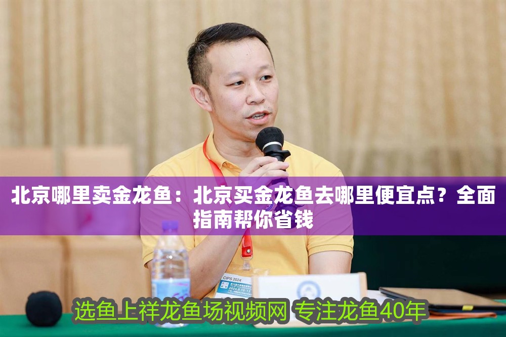 北京哪里賣金龍魚：北京買金龍魚去哪里便宜點(diǎn)？全面指南幫你省錢
