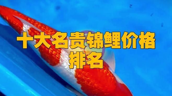 錦鯉什么品種最貴最好看